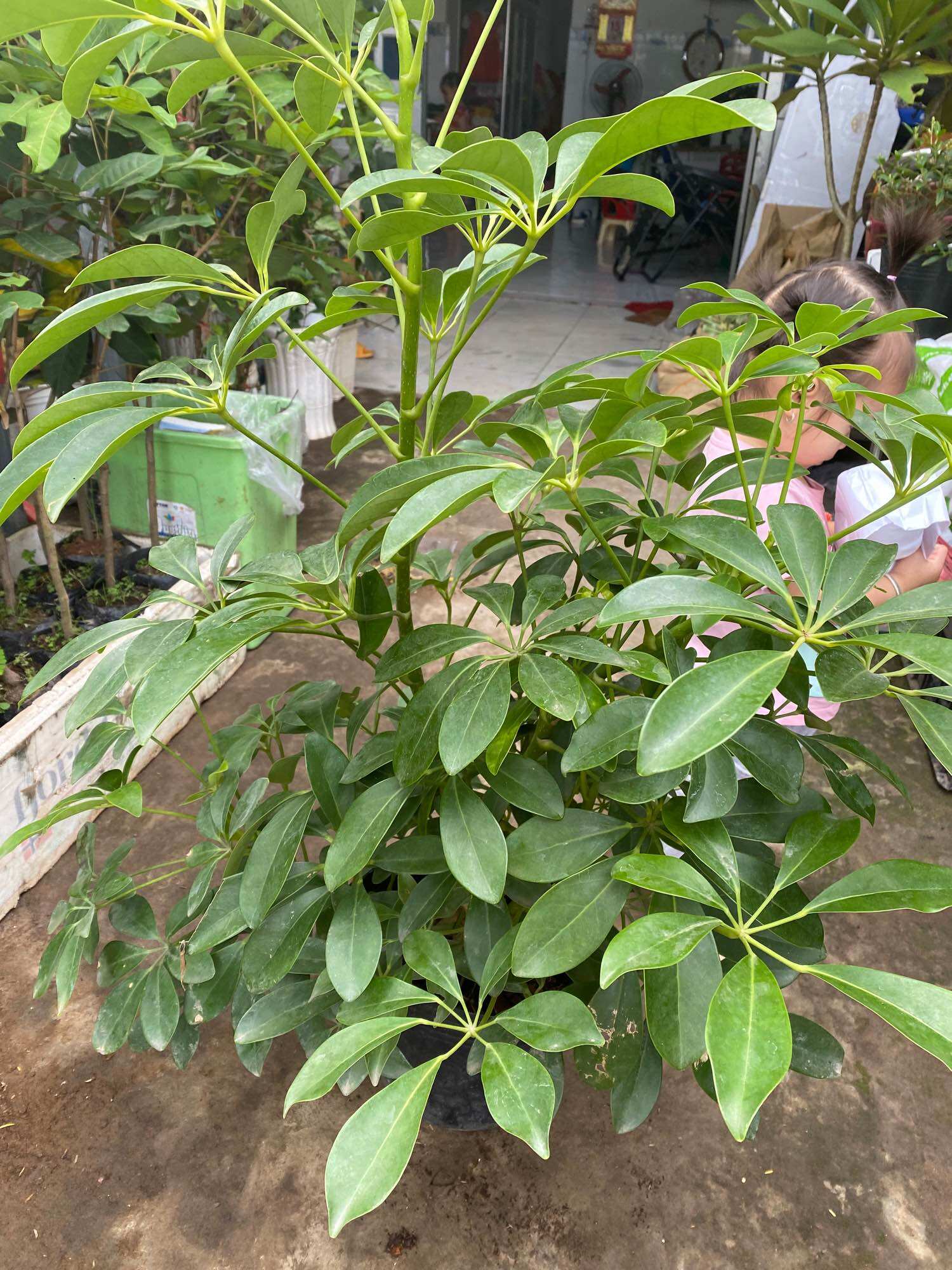 Chậu ngũ gia bì lớn