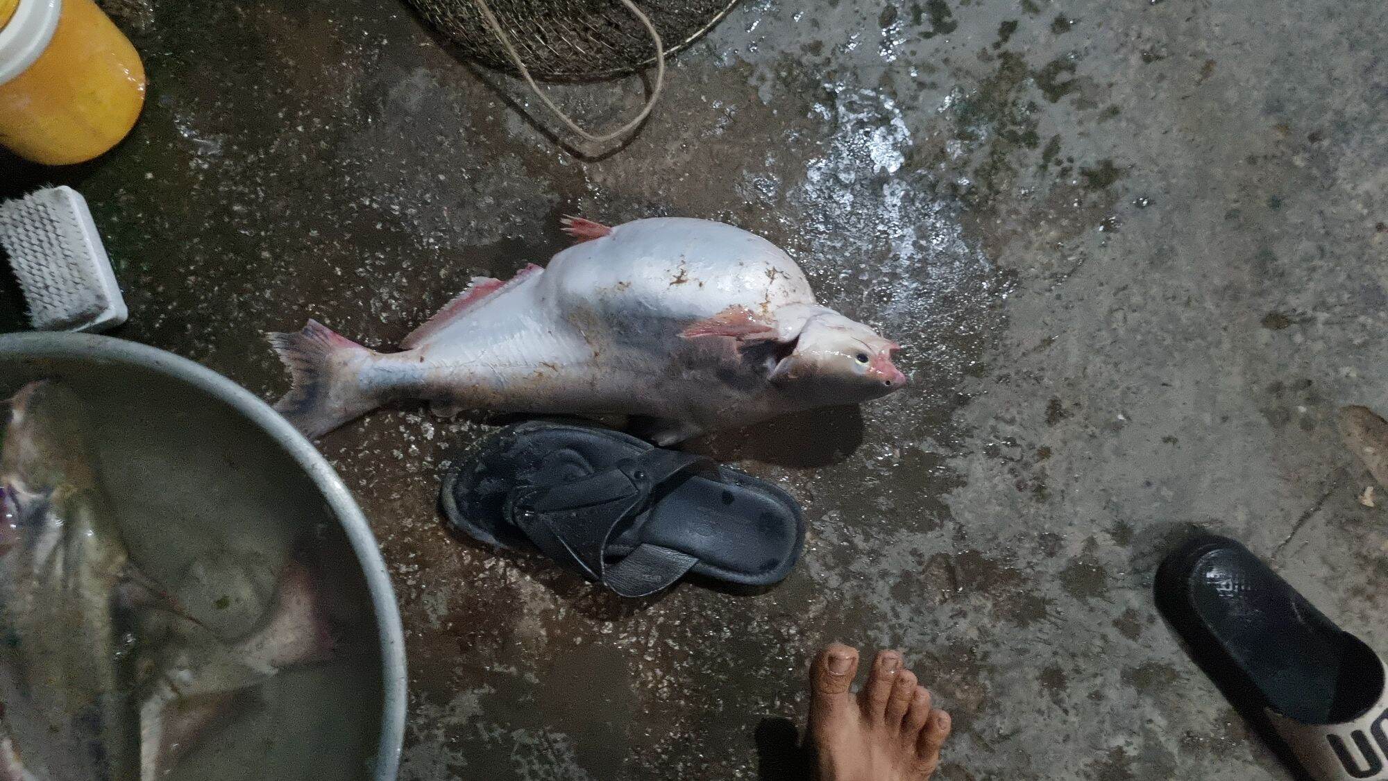 MỒI CÂU CÁ LĂNG DA TRƠN 500G