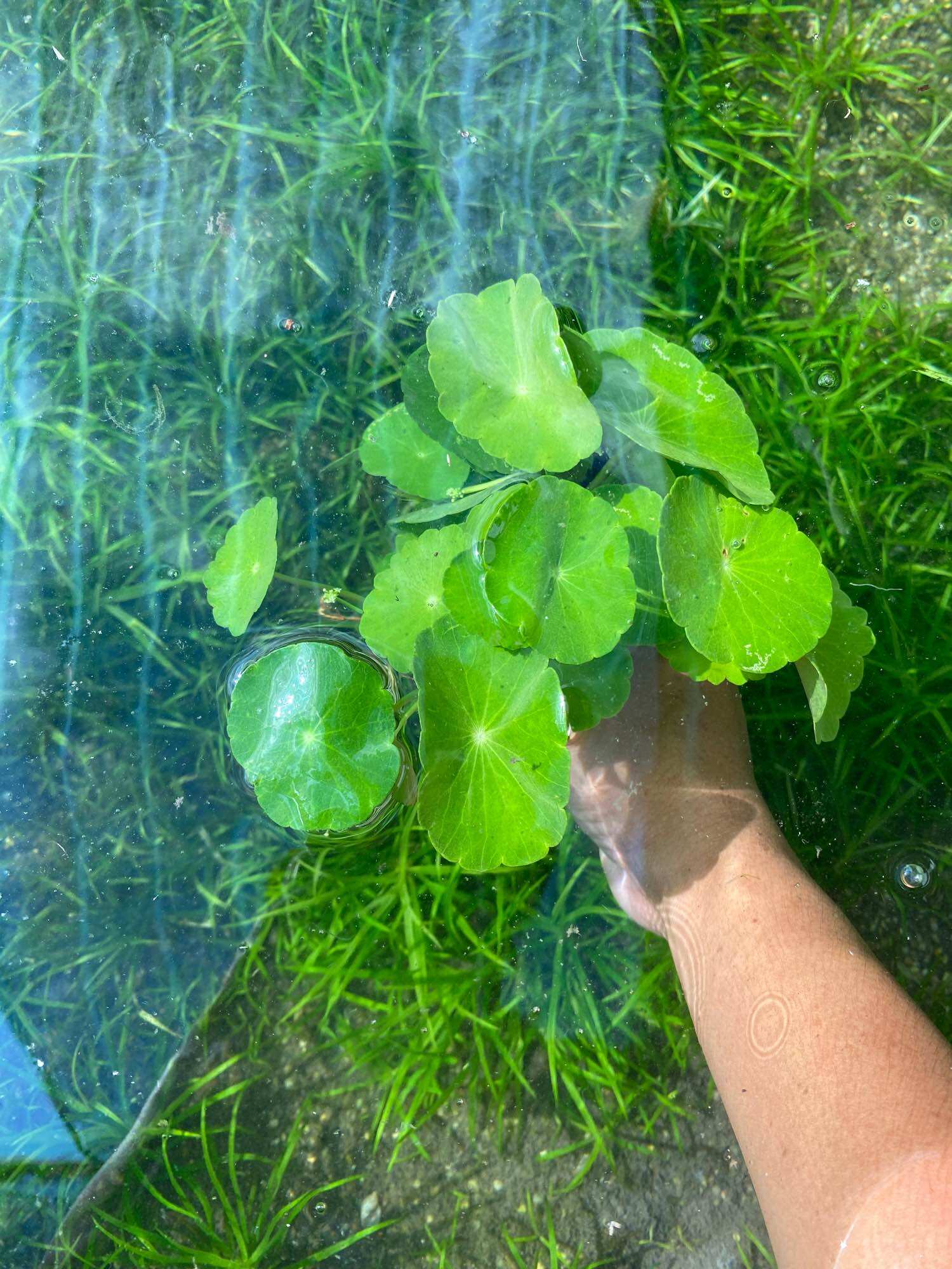 Cây thủy sinh rau má dù-20k/15ngọn