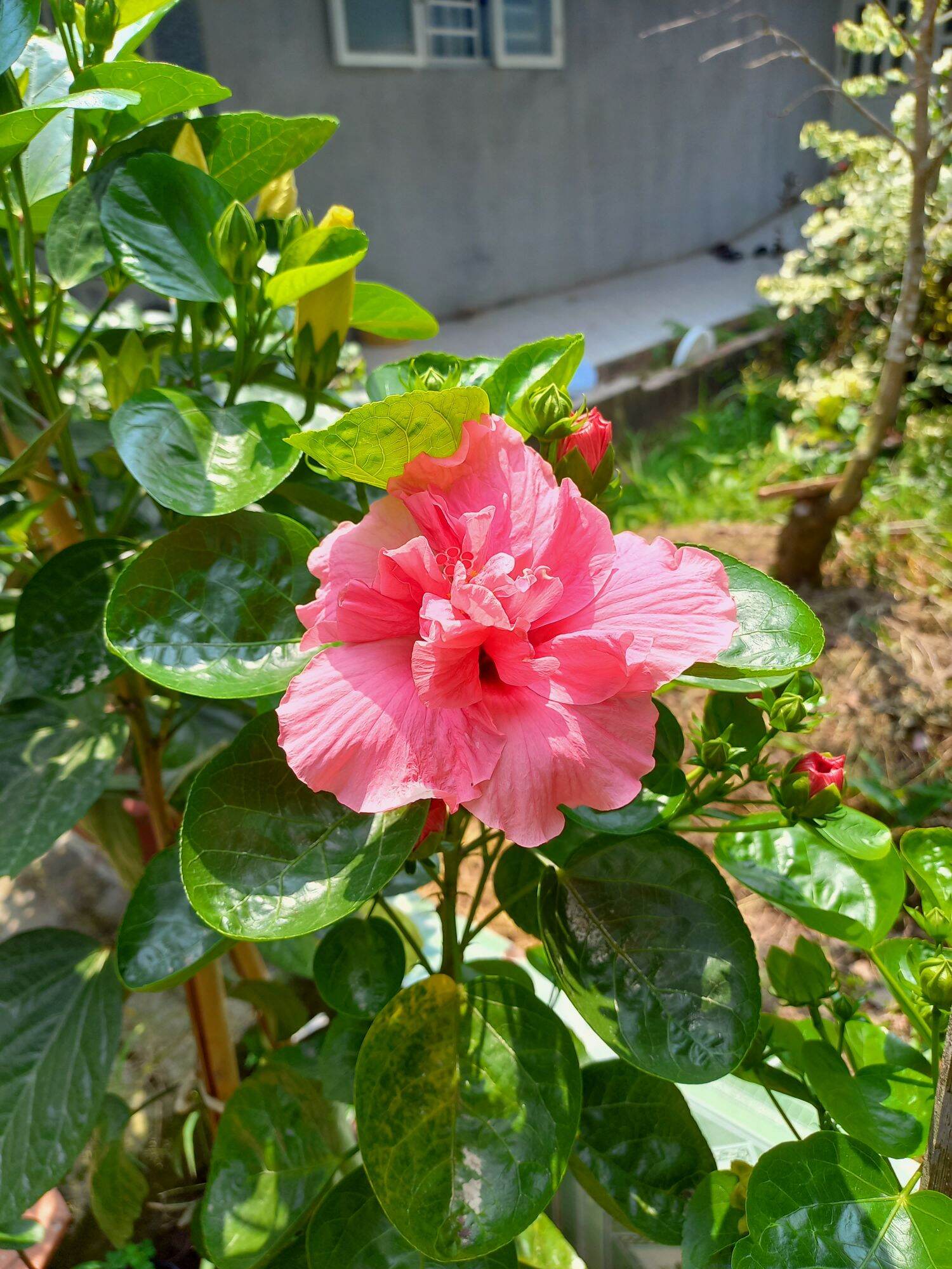 bụp thái cánh kép