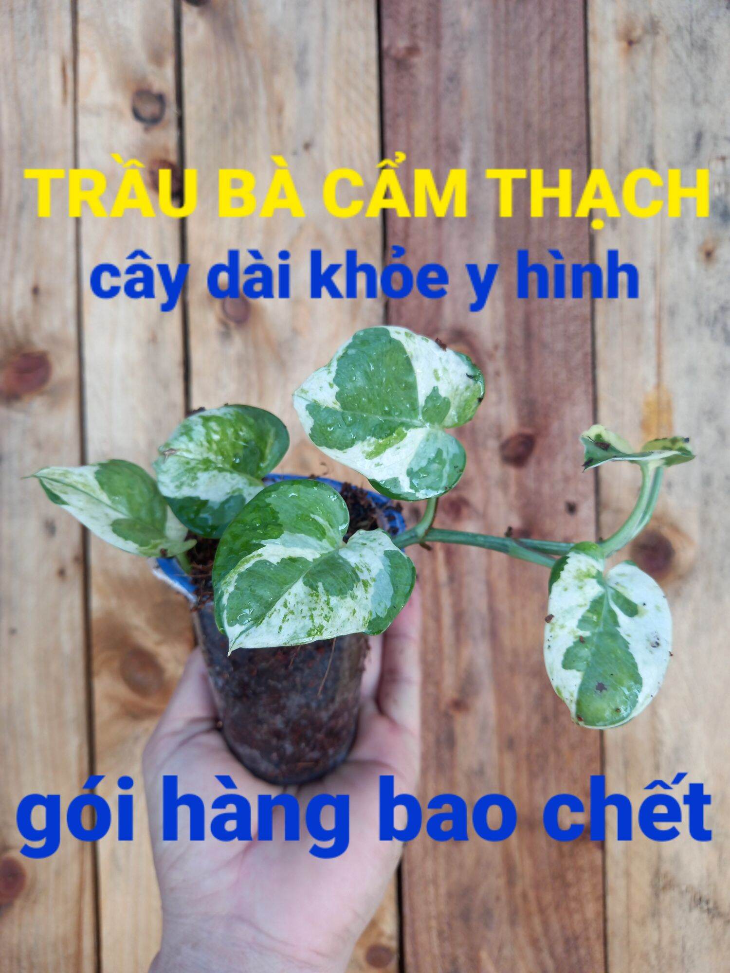 Trầu bà cẩm thạch