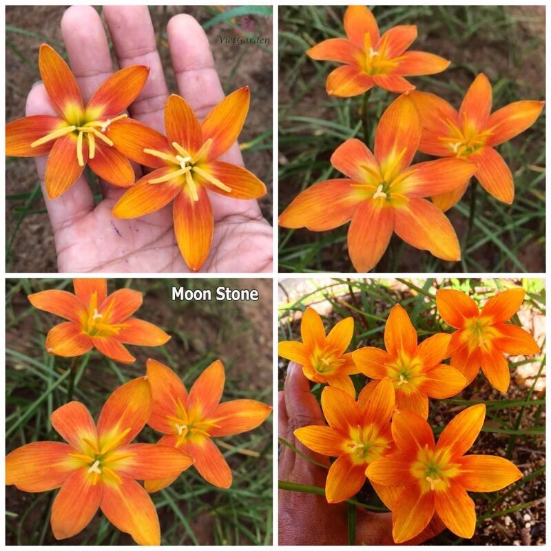 Củ hoa Huệ mưa