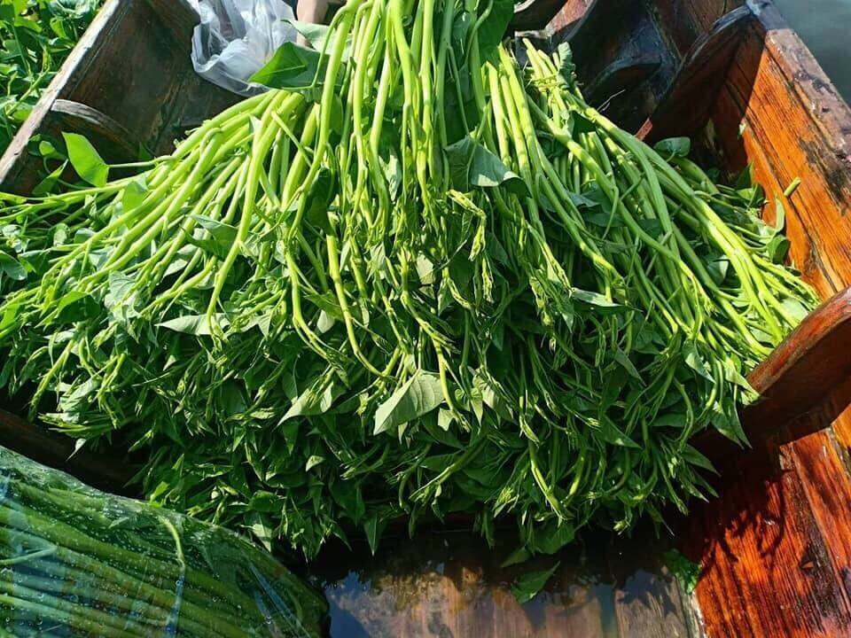 20 gram hạt giống rau muống nước siêu ngọn