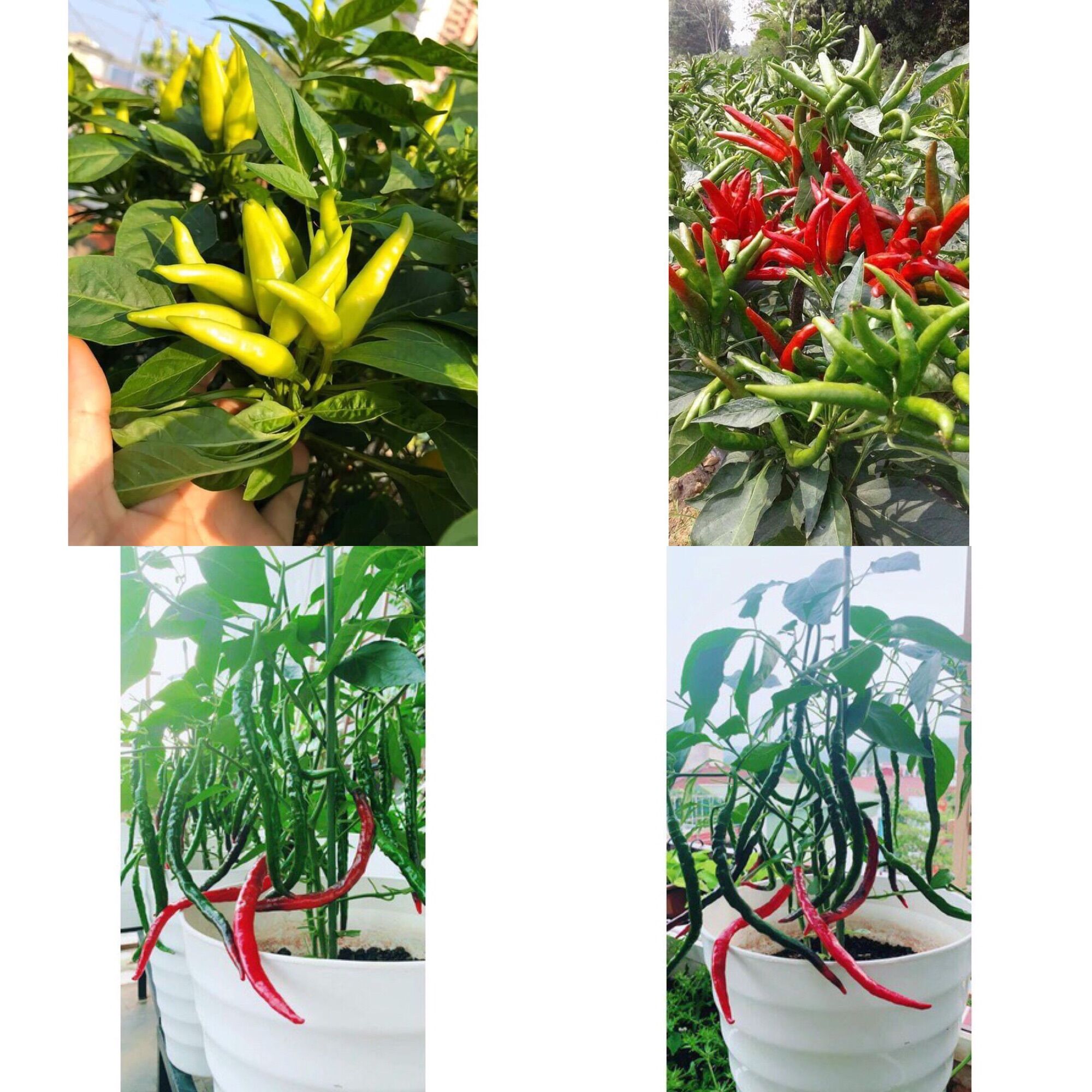 HẠT GIỐNG ỚT TÓC DÀI ỚT CHÙM CHỈ THIÊN SIÊU CAY