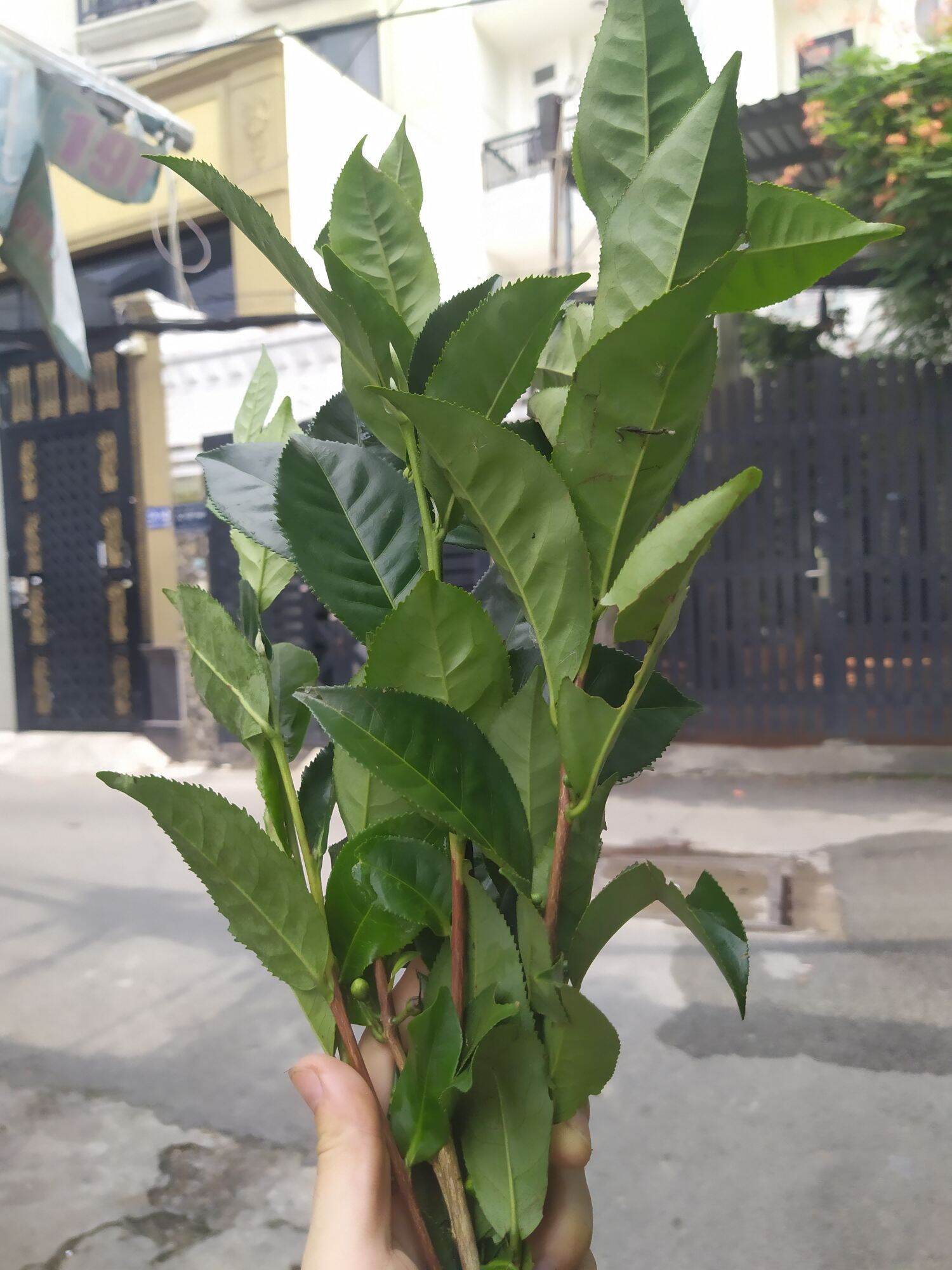 Lá trà xanh ( Lá chè xanh)