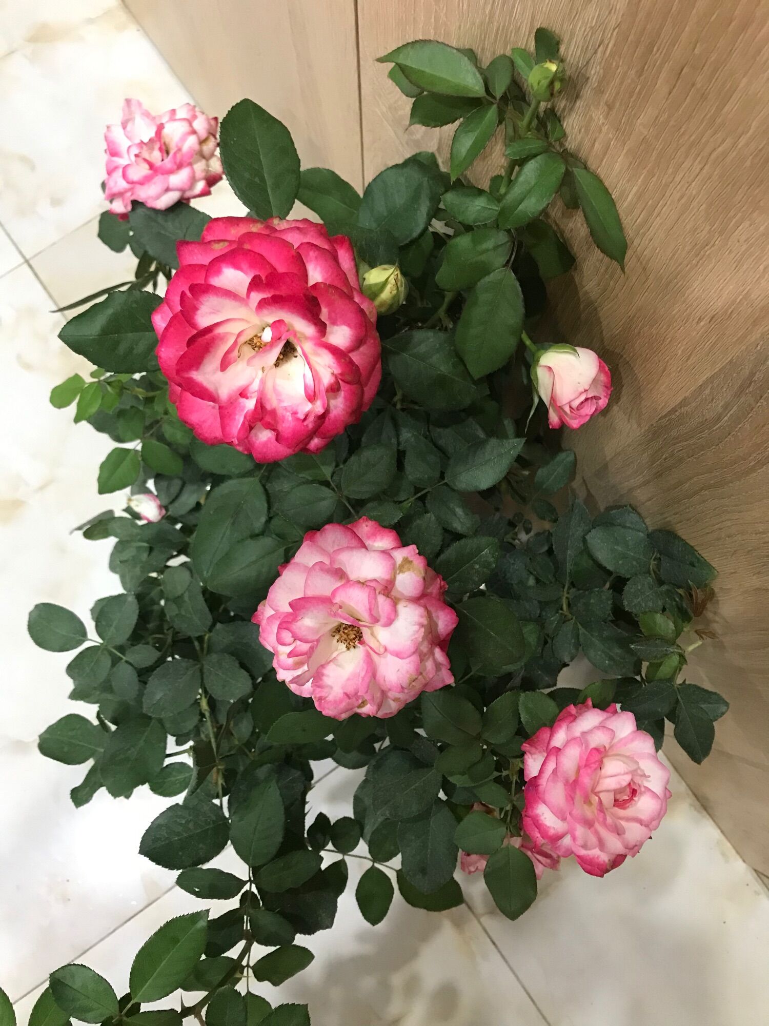 Hoa hồng ngoại Cherry rose