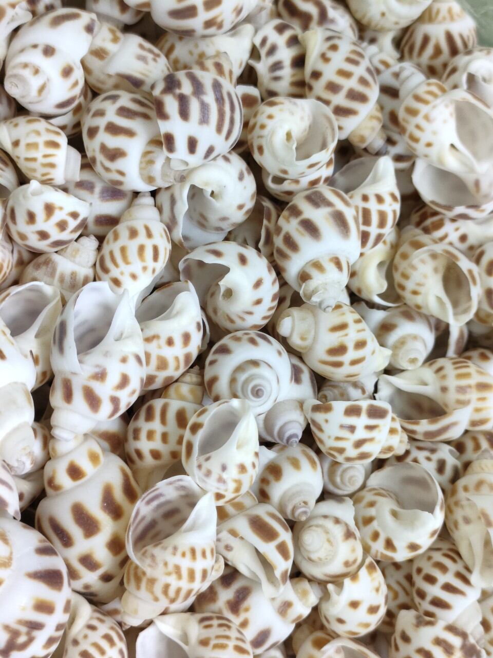 10 vỏ ốc size baby đủ loại