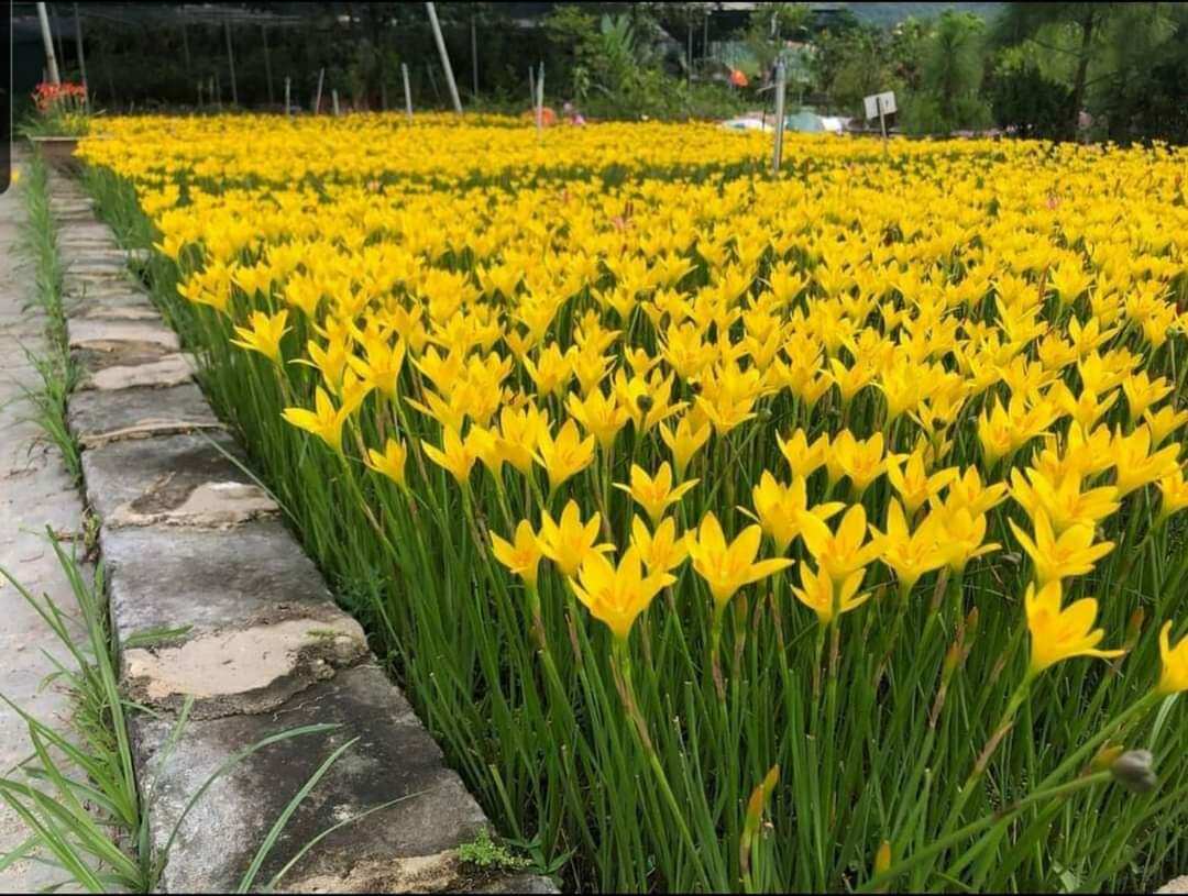 Củ huệ mưa vàng Citrina (củ mẹ to trồng có hoa nhanh)
