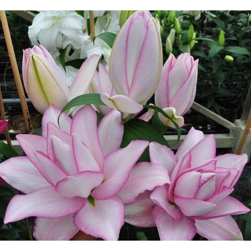 củ hoa ly kép thế hệ mới(1cu)