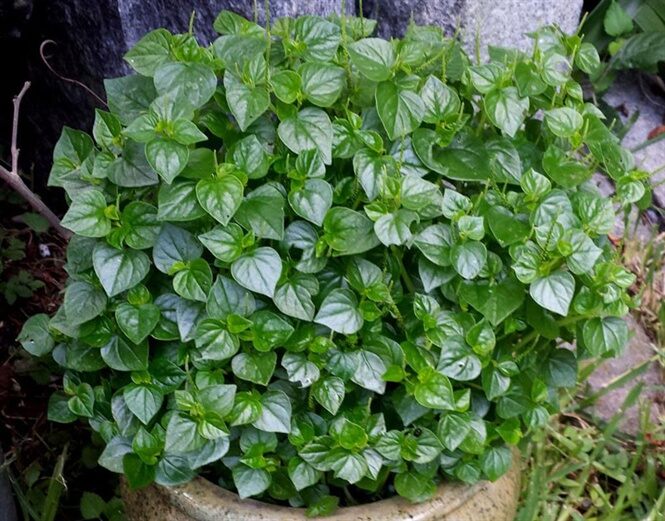 HẠT GIỐNG RAU CÀNG CUA gói 0,5 gram