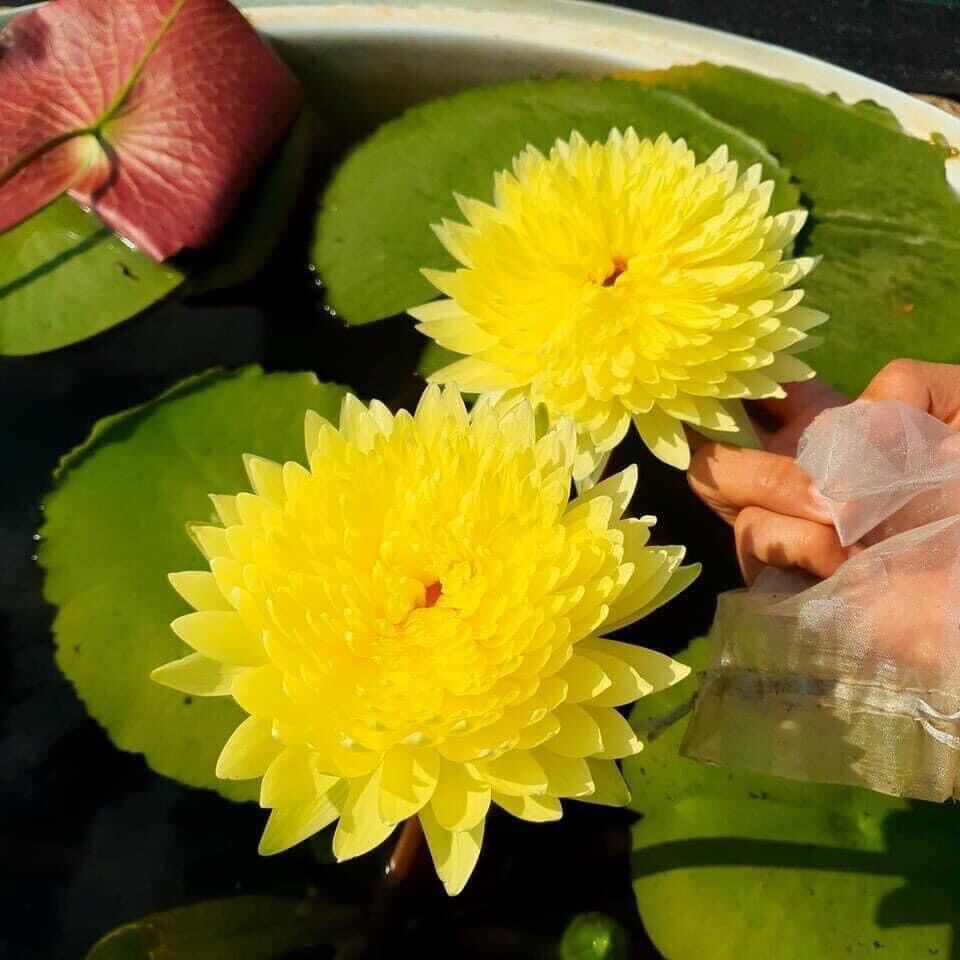 Củ hoa súng thái chơi Tết