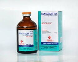 Gentamycin 10% chai 100ml