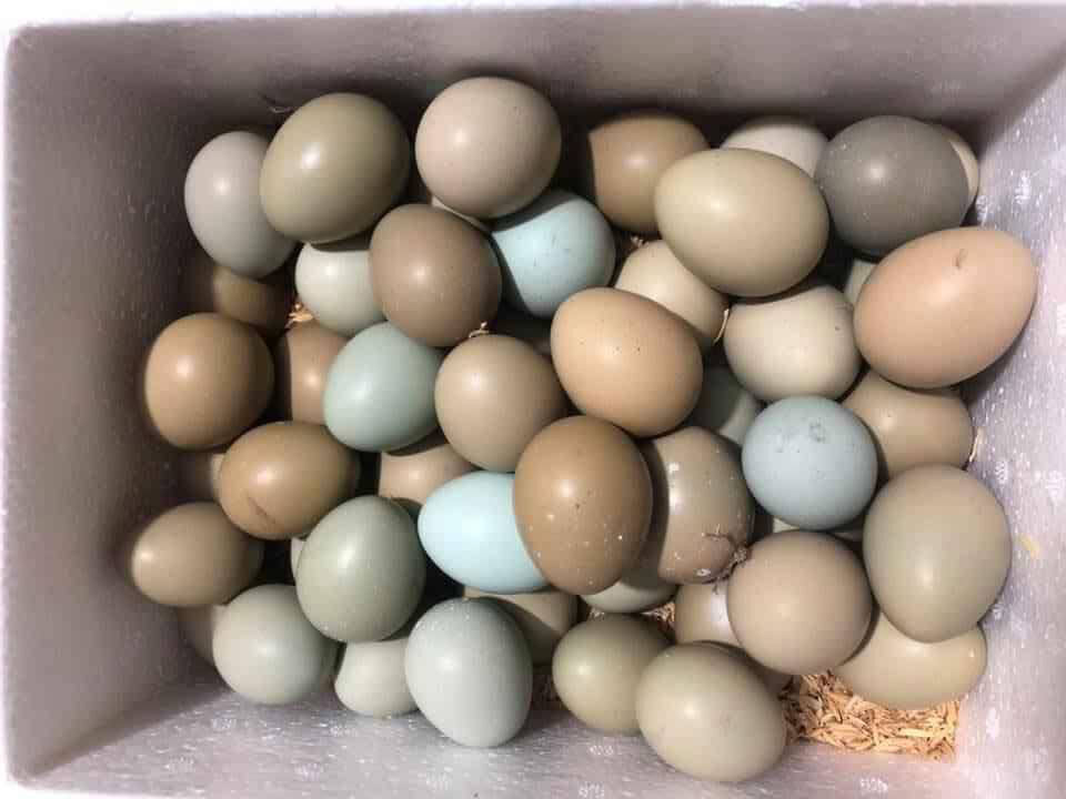 10 Trứng Chim Trĩ lạc