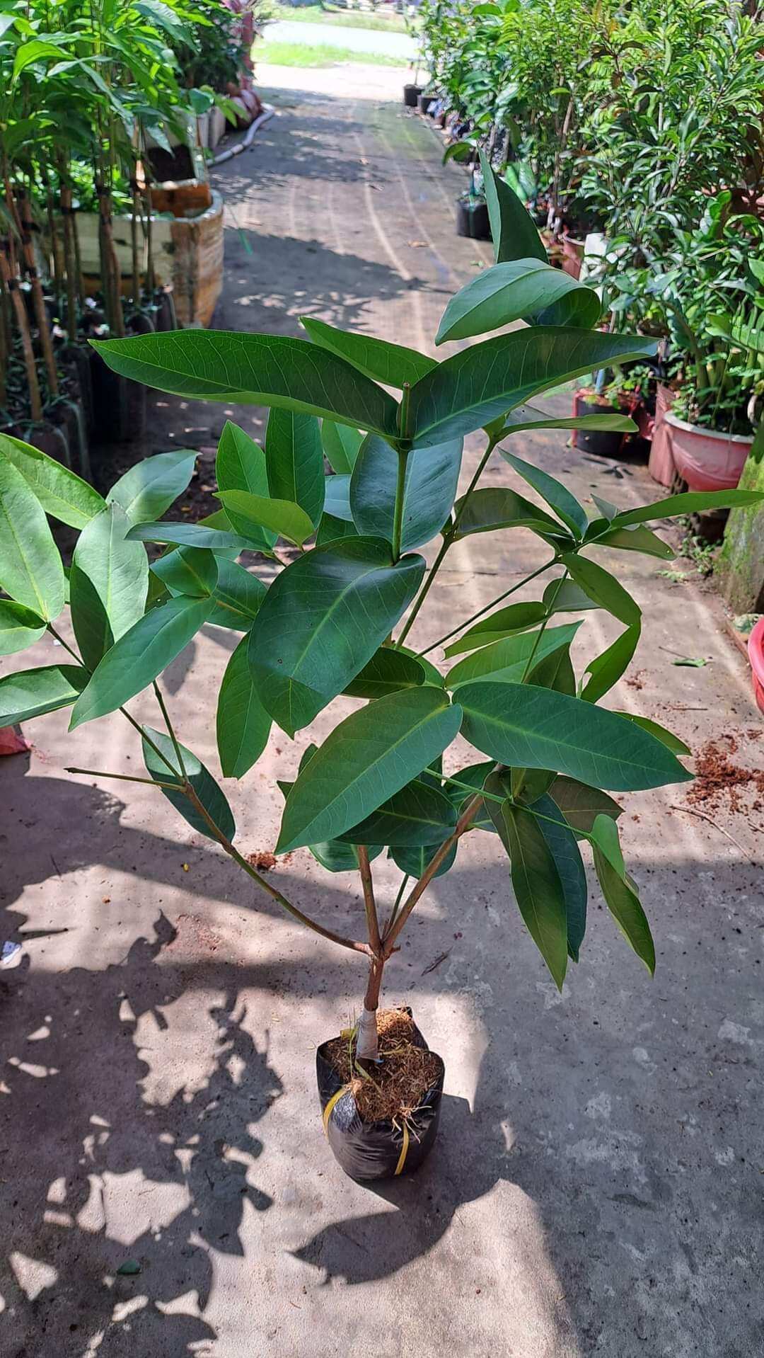 cây giống mận da xanh tam hoa