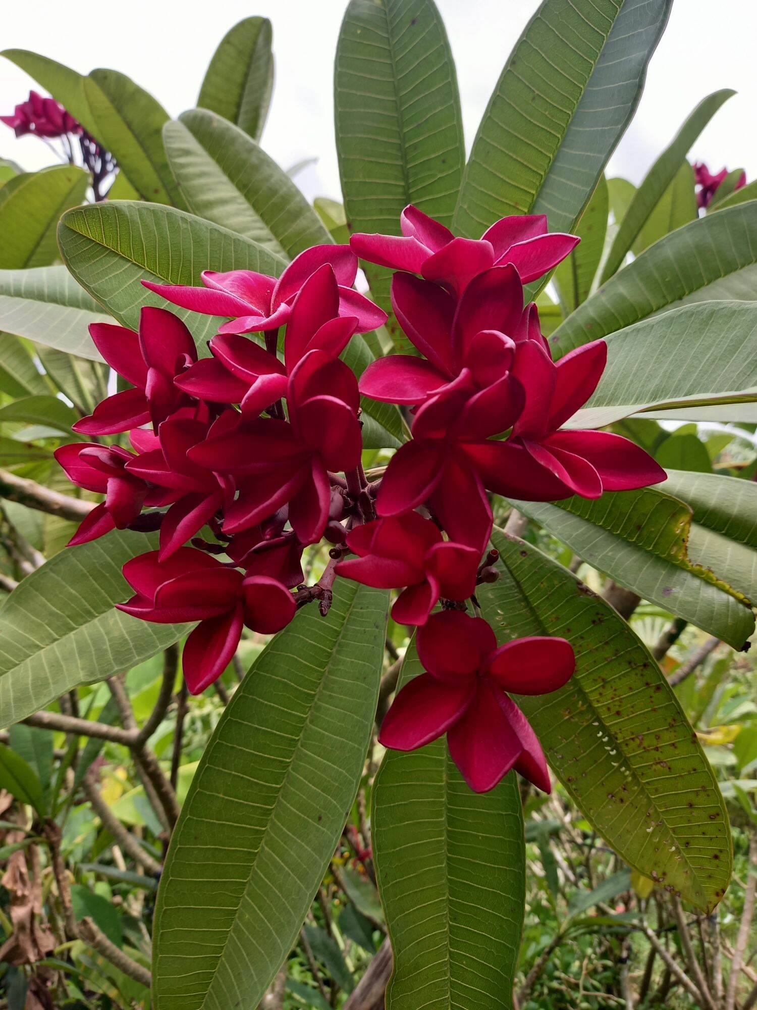 cây sứ đỏ hoa thơm