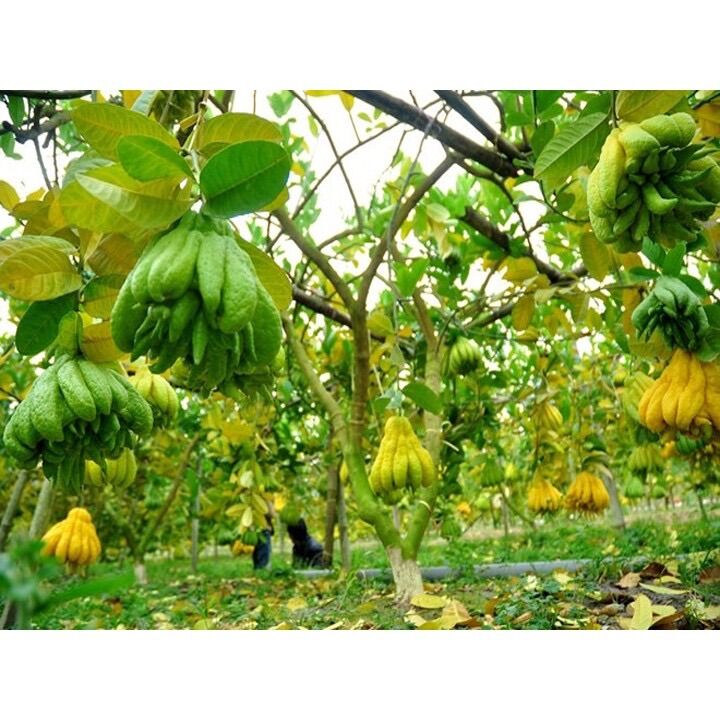 Cây Phật thủ giống(1 bầu 20cm)
