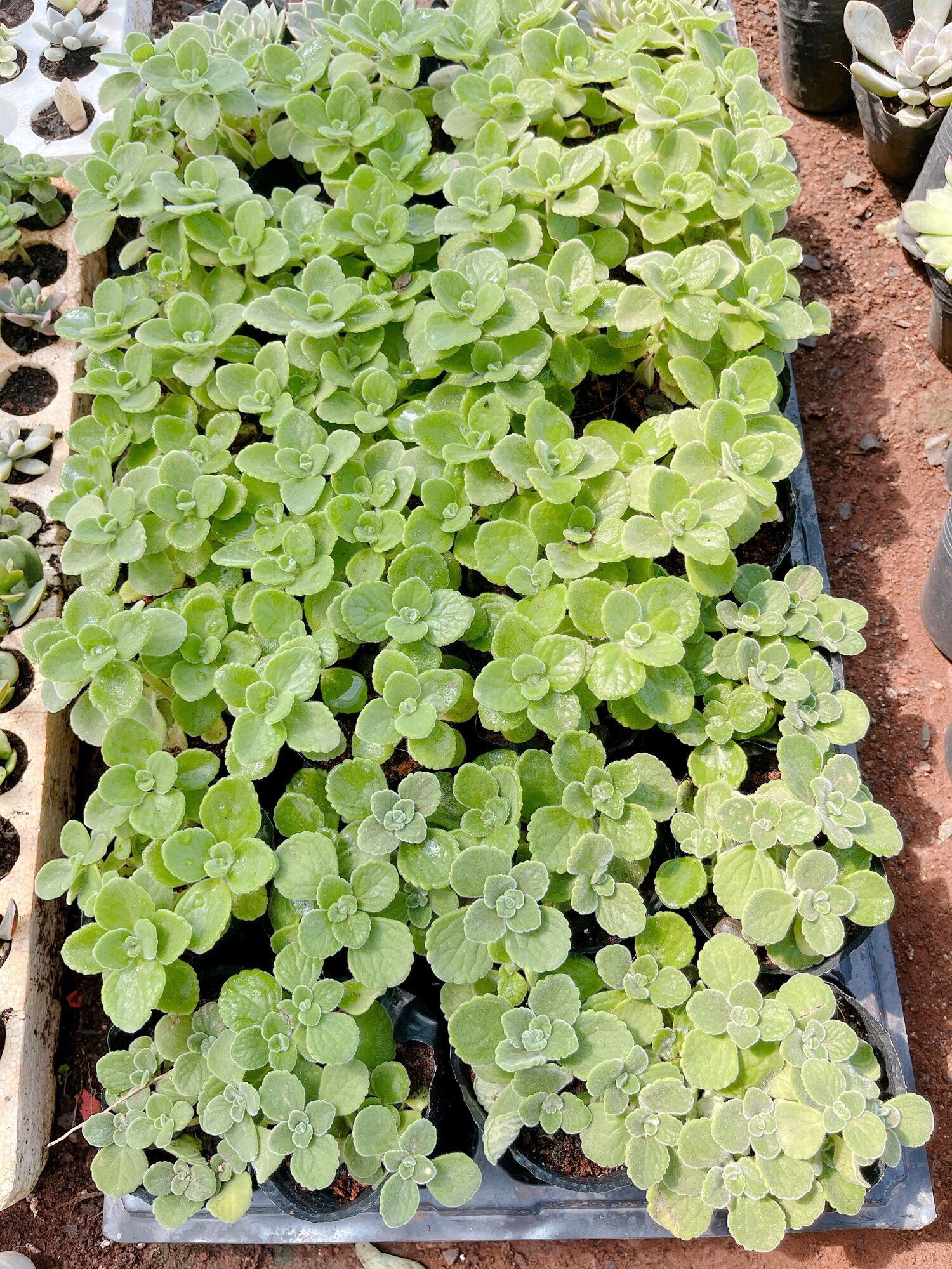 Sen thơm size bầu 5-7 cm xuất vườn đà Lạt