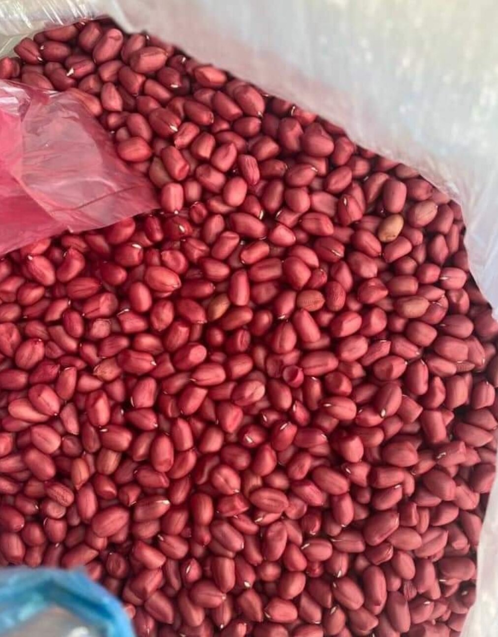 1kg Lạc đỏ giống cũ