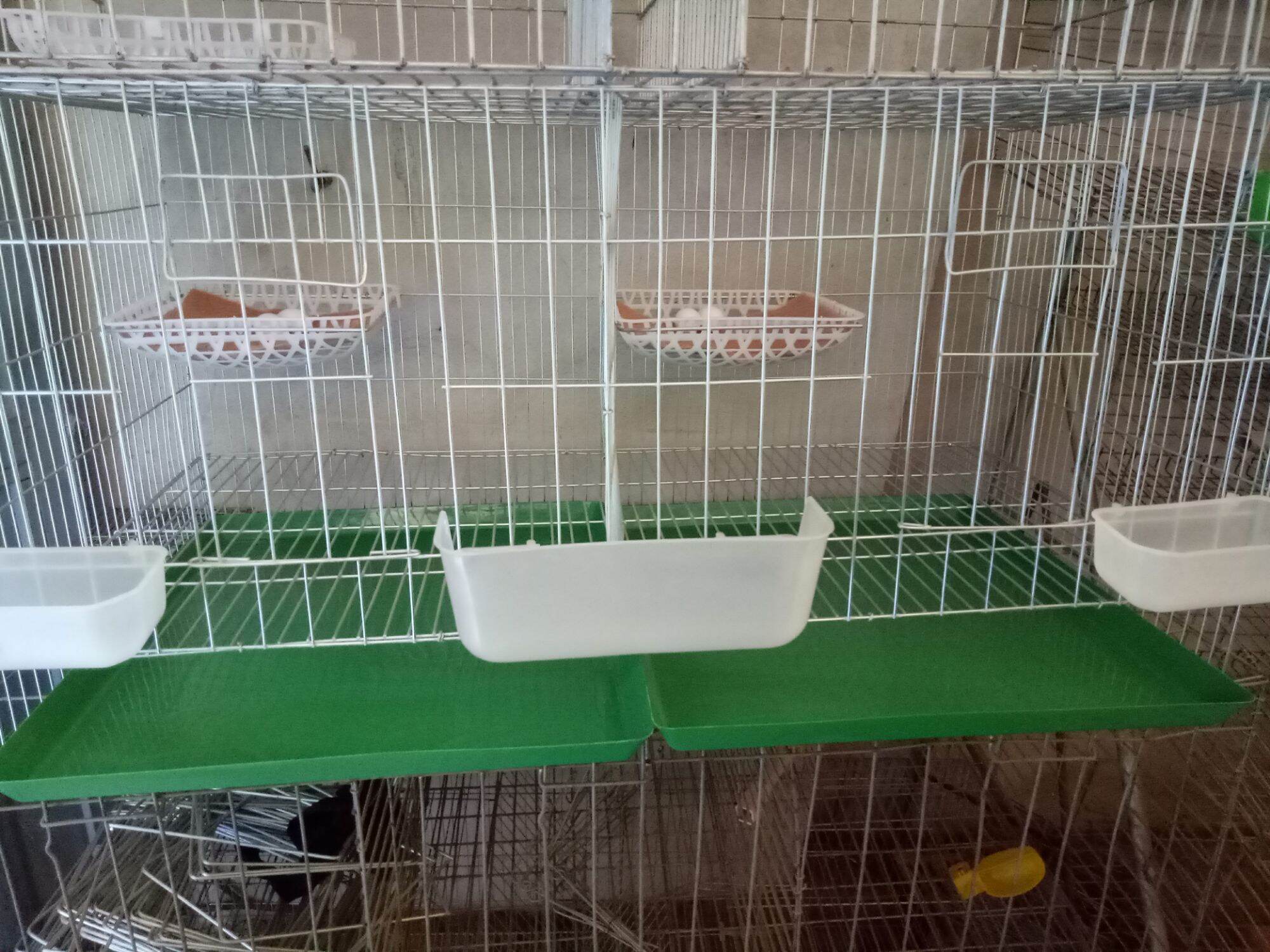 10 Khay hứng phân chim bồ câu