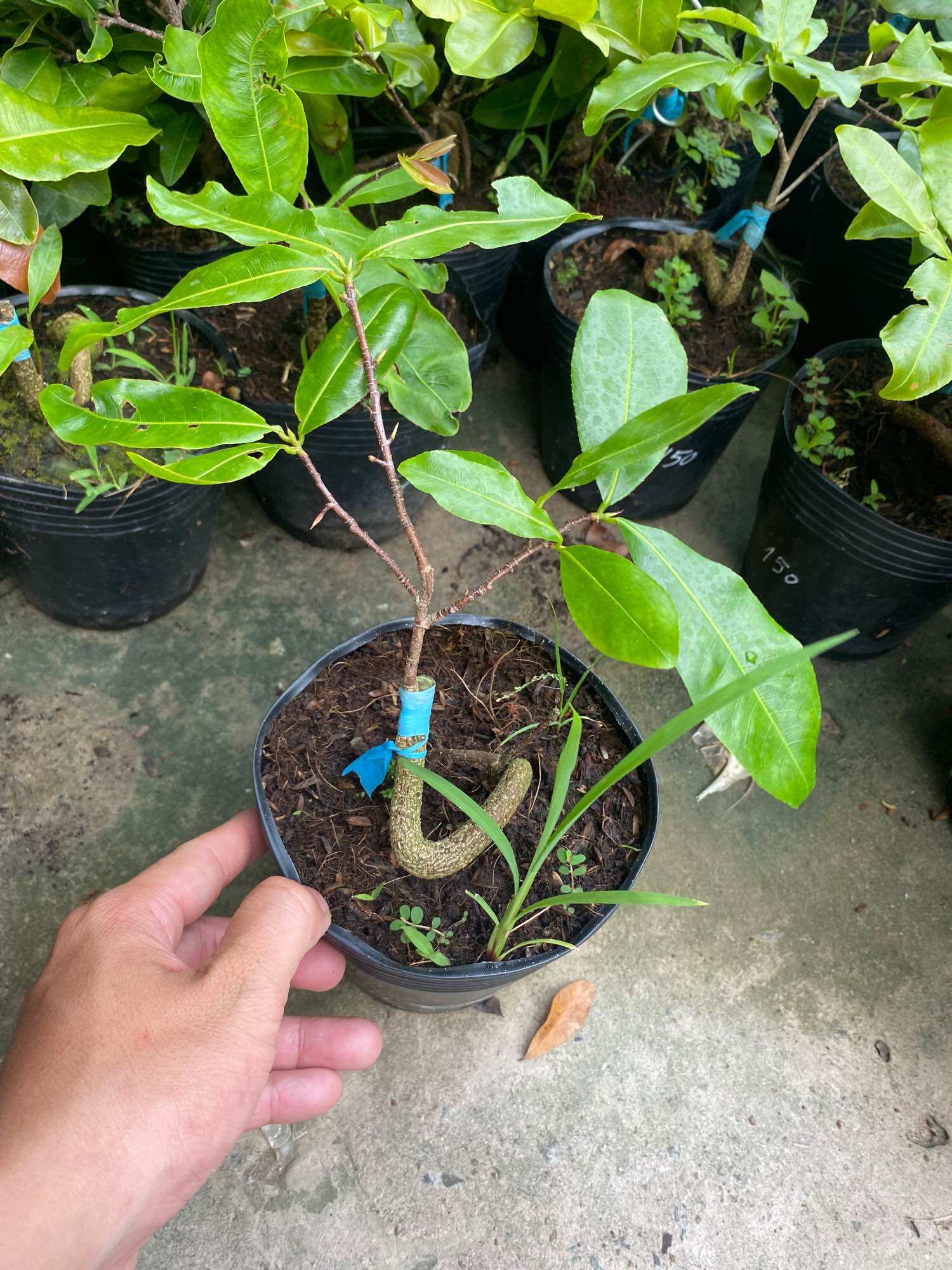 Cây Mai vàng cúc 150 cánh ( hàng lấy bo siêu tầm )