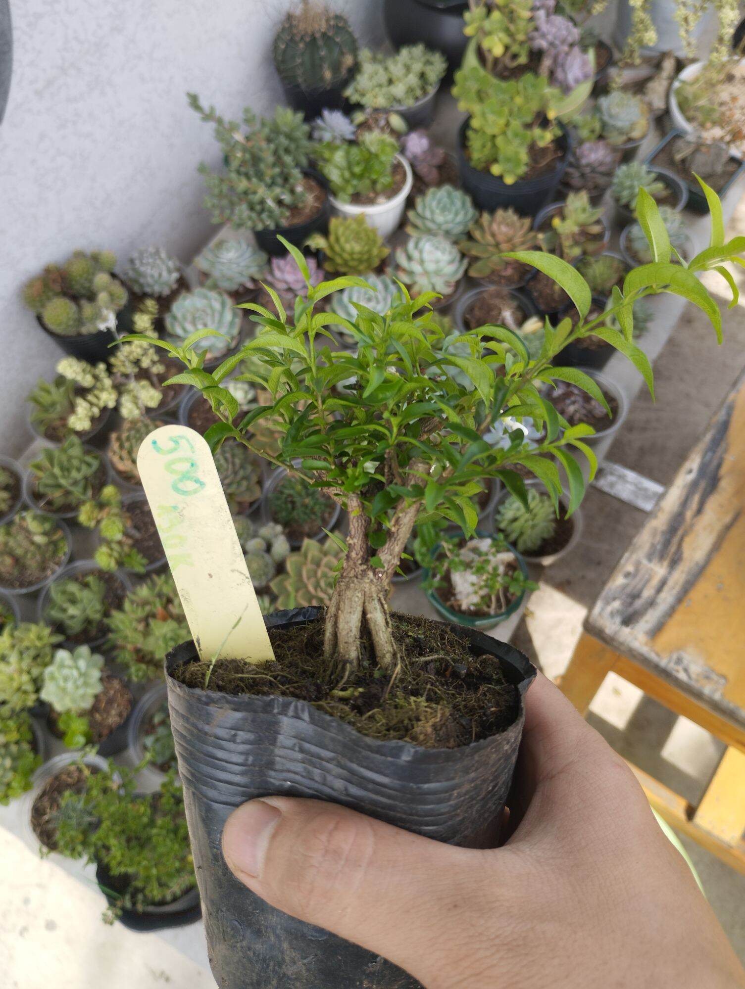 Mini Bonsai Water Matting Plant