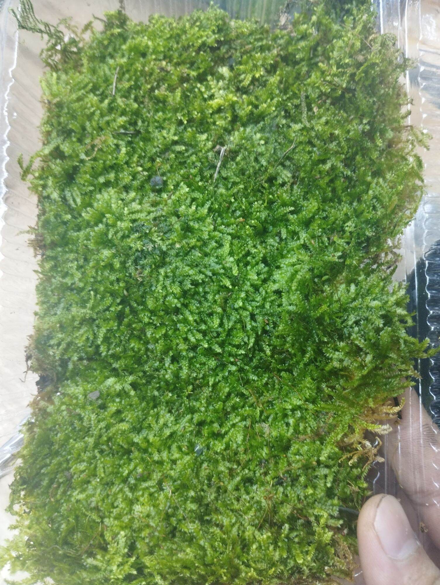 Rêu weeping sỉ inb