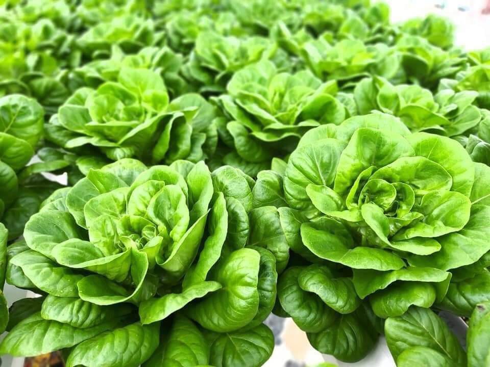 Hạt giống xà lách salanova F1 mỹ