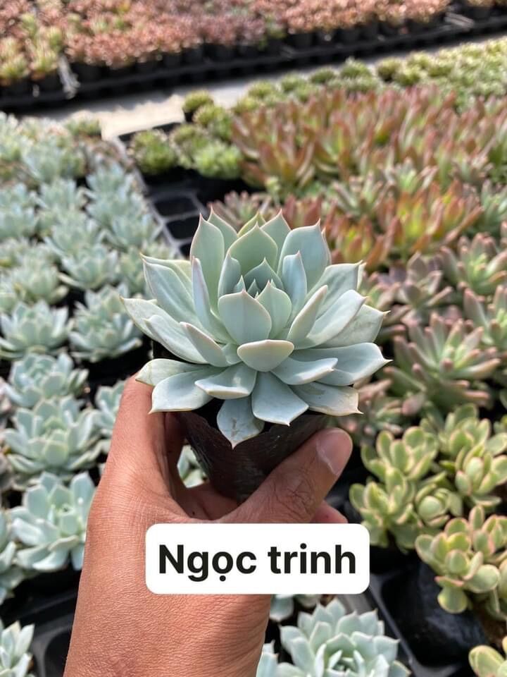 Sen đá ngọc trinh size bầu 3-5 cm xuất vườn đà Lạt