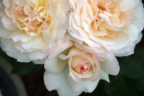 Hoa hồng ngoại Tchaikovsky rose