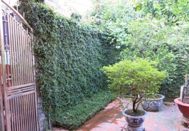 Cây tắc kè/ cây thằn lằn leo
