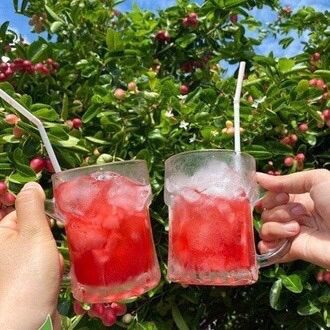 Cây giống siro tứ quý(1 bầu)