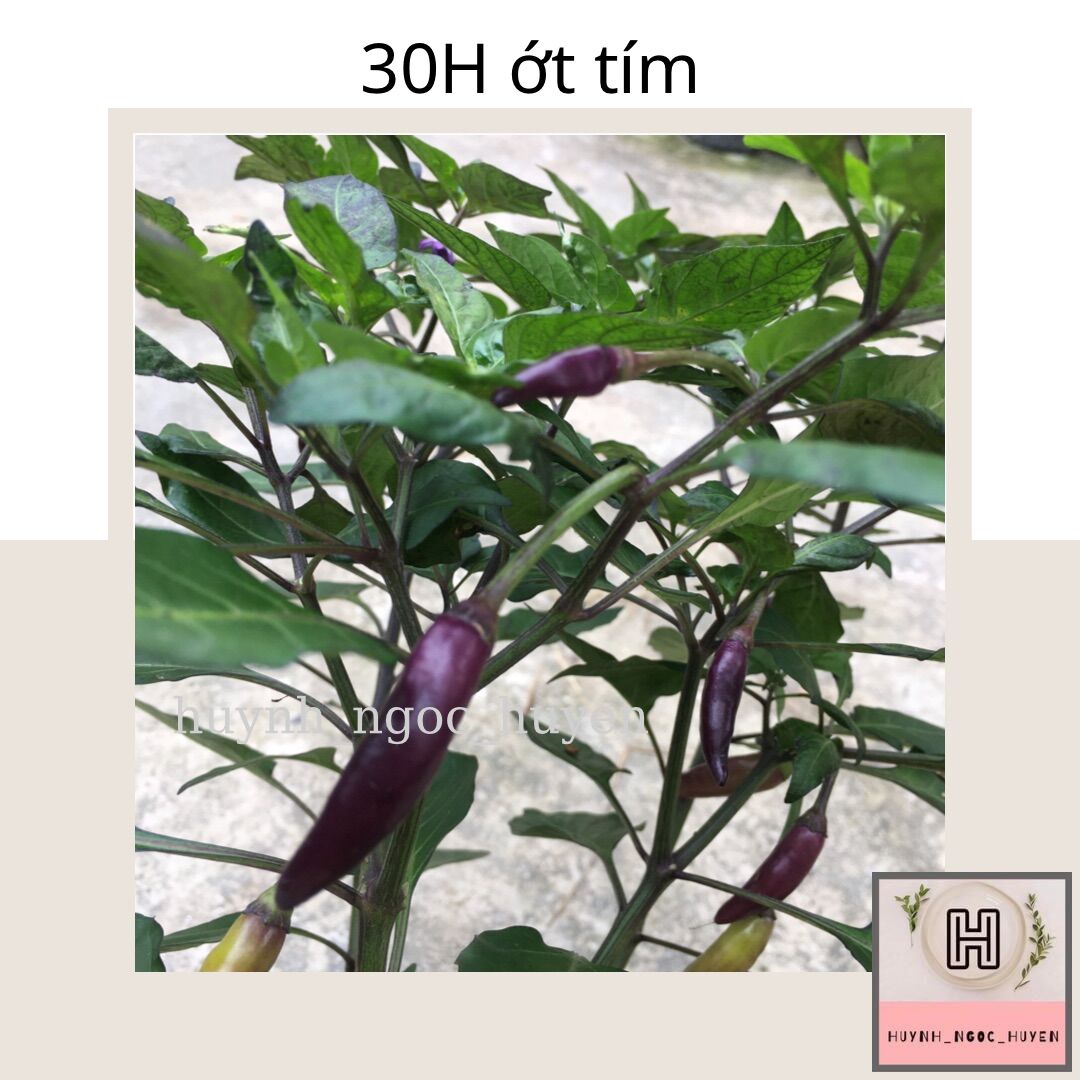 30Hạt giống ớt tím