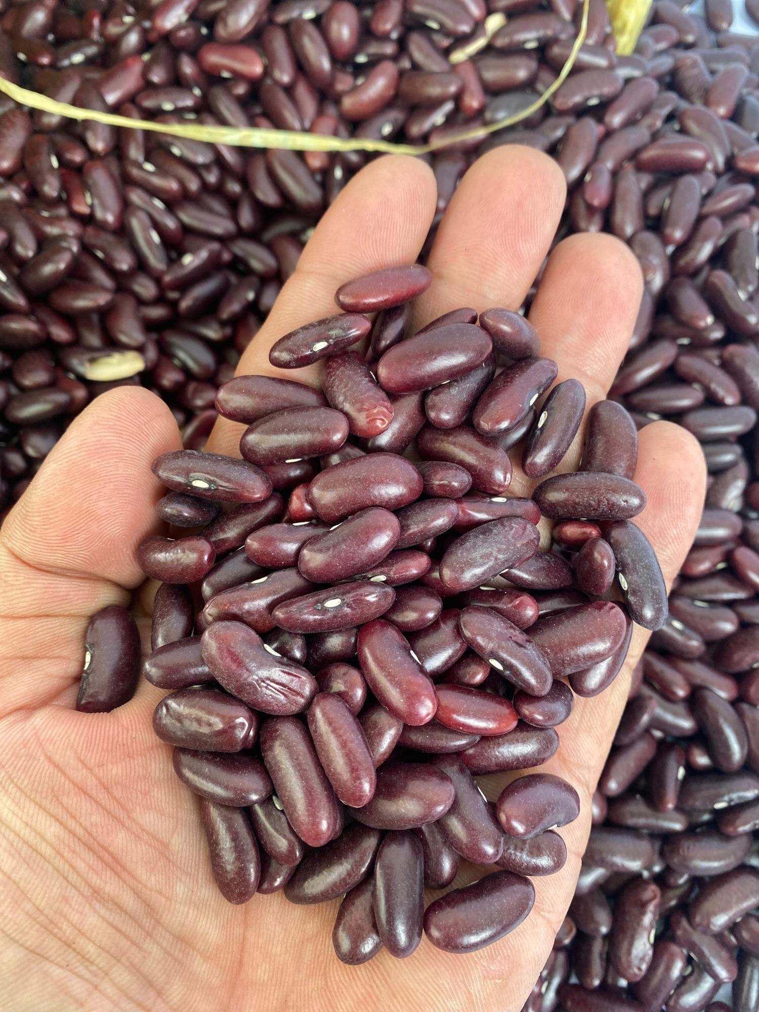 Đậu đỏ hạt lớn / đậu tây đỏ 1kg / đậu tây tím