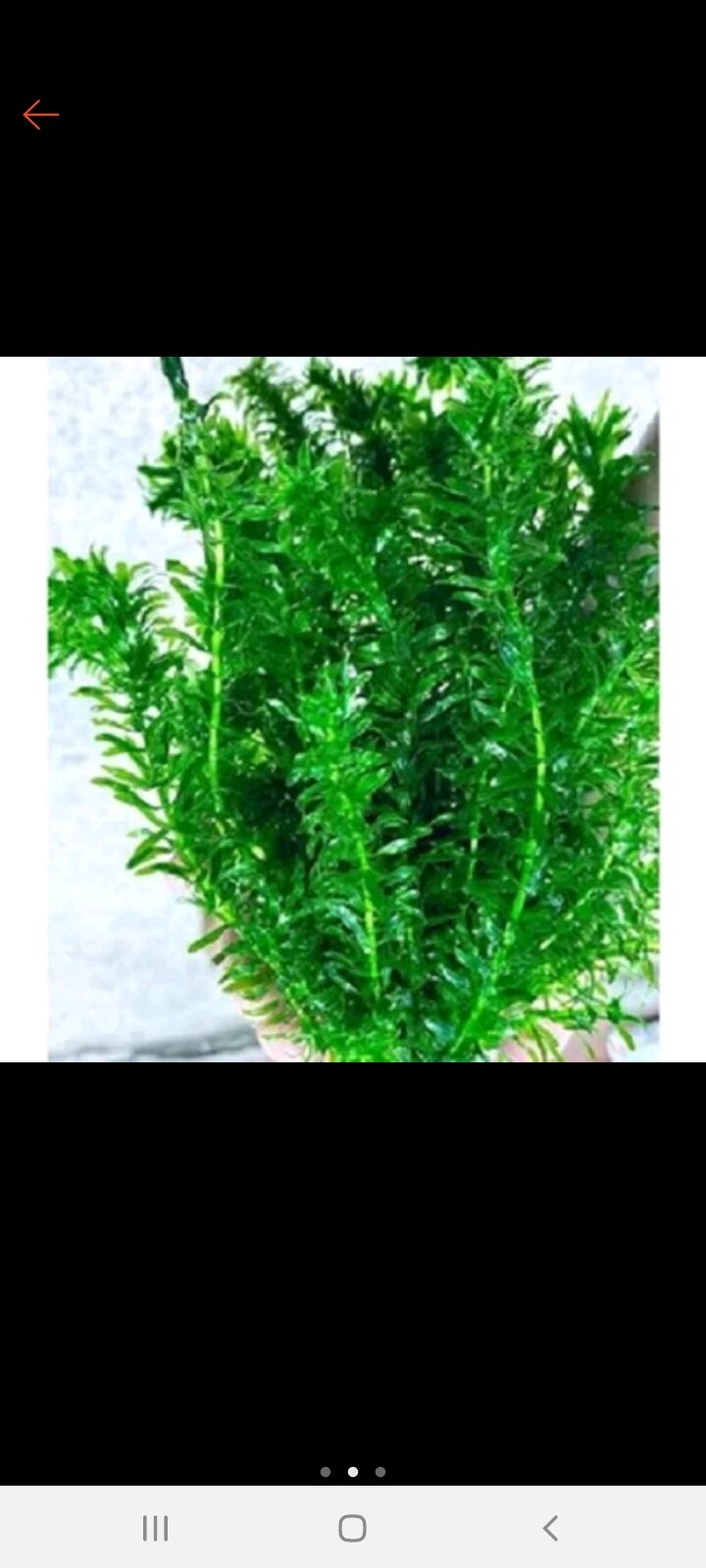 Rong đuôi chó trang trí hồ cá cảnh tiểu cảnh hòn non bộ
- Rong đuôi chồn hay rong đuôi chó là một cây dễ trồng trong một hồ thủy sinh. Cây không đâm rể mà nổi ngay dưới bề mặt nước.Cây phát triển nhanh chóng ở nước