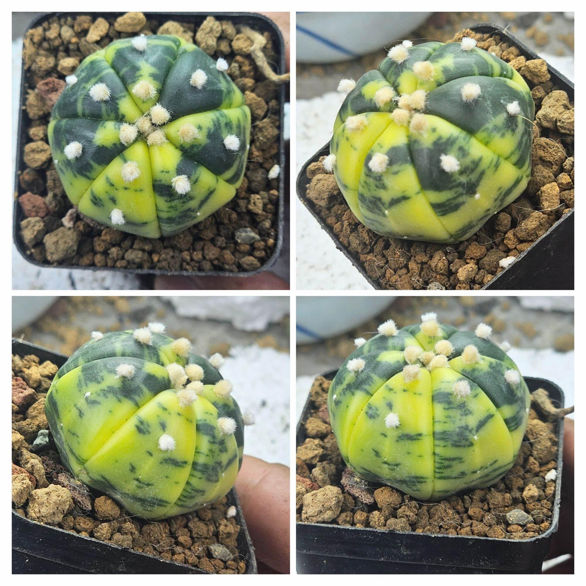 Xương rồng aster lem hàng gieo hạt size 3 cm đến 4 cm