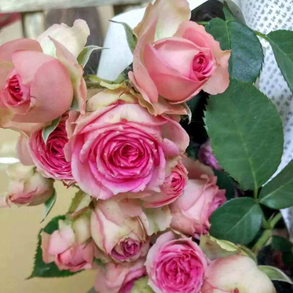 Hoa hồng bụi Mini Eden Rose - say hoa