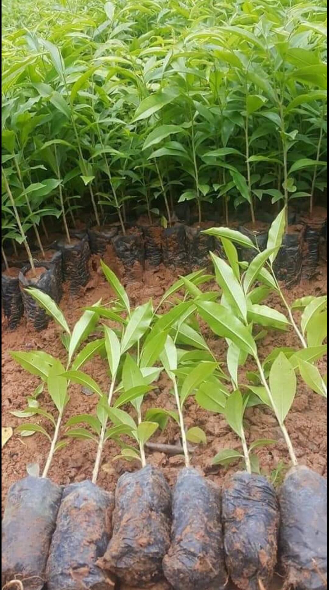 Combo 5 cây Trầm Hương - Gió Bầu giống