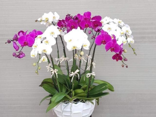 Cây giống hoa Lan hồ điệp (1bầu)