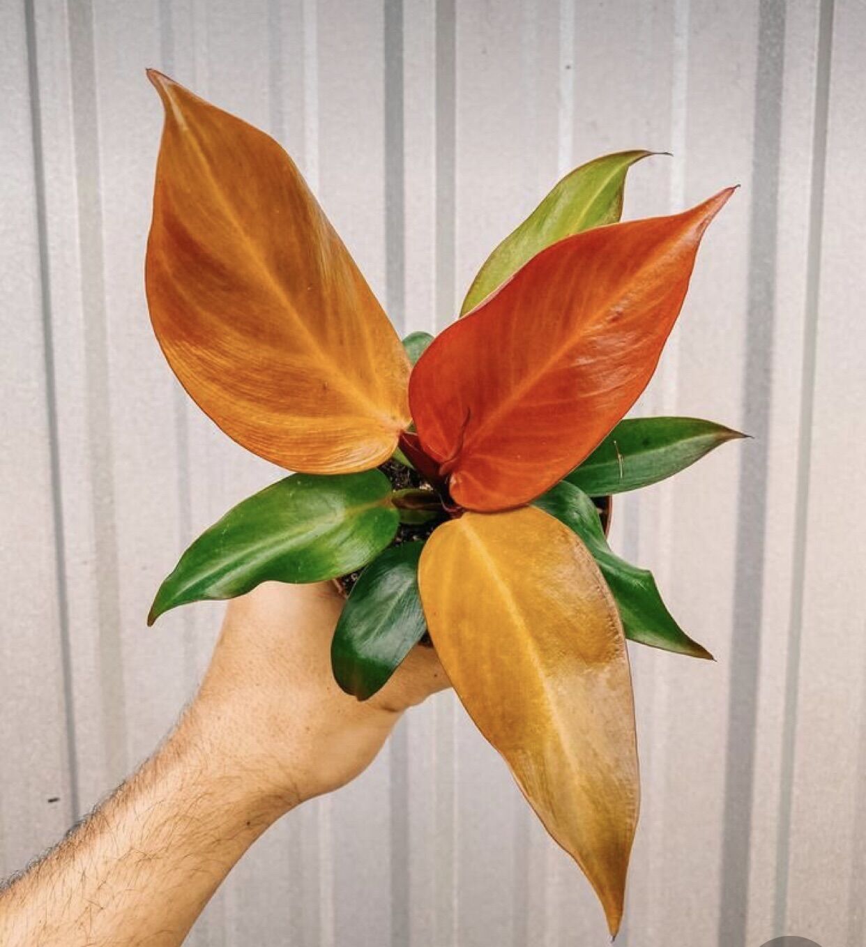 Trầu bà đế vương đỏ nâu