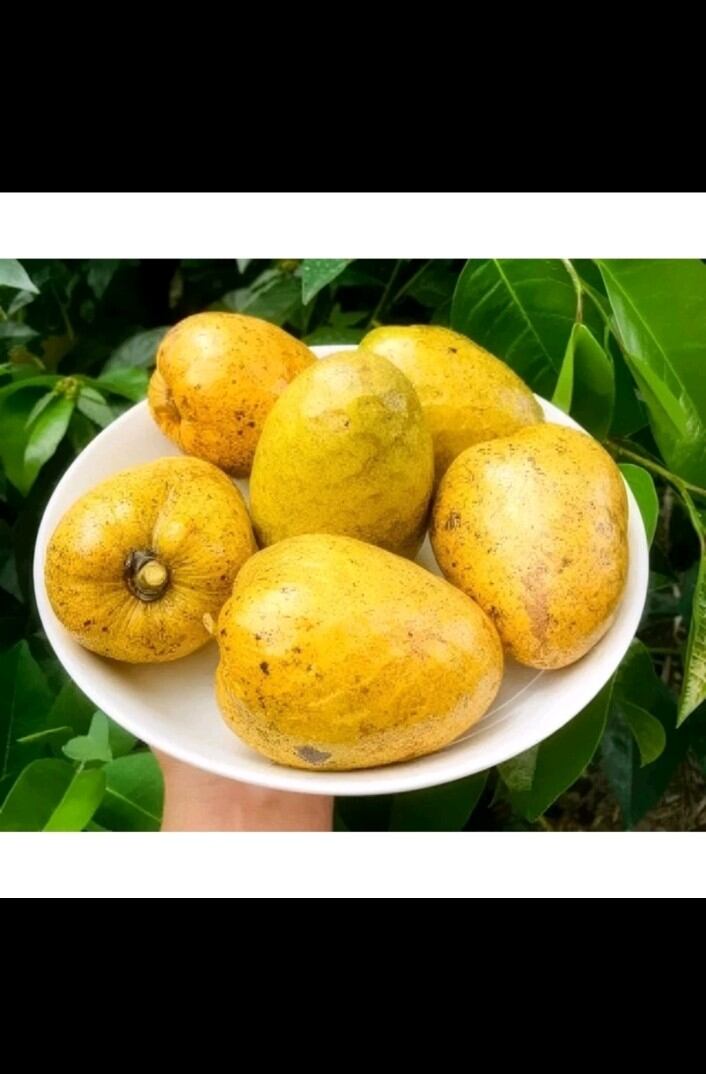 Cây giống bình bát bầu đất cao hơn 20cm