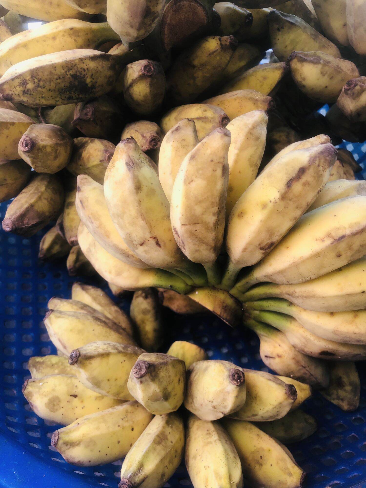 1Kg- Chuối xiêm xanh