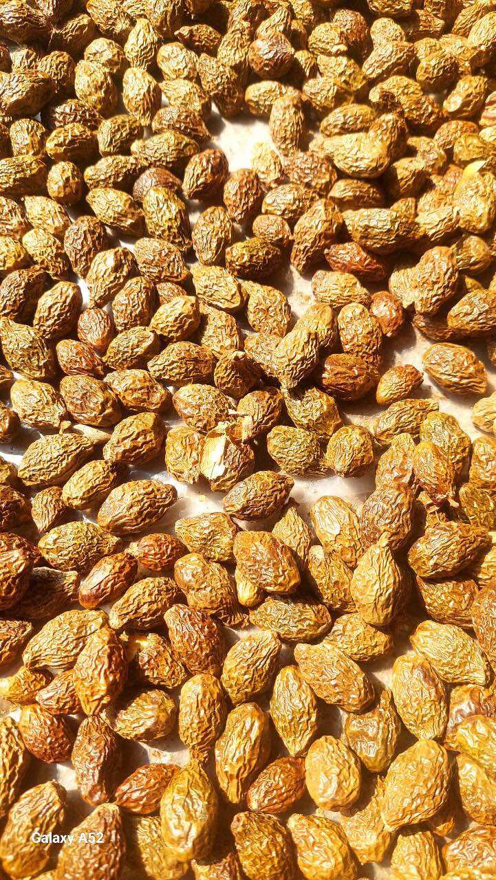 100gram=50 hạt ươi bay khô vip loại 1
