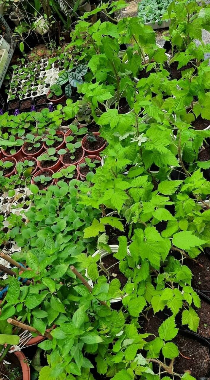 cây giống mâm xôi đỏ, đen