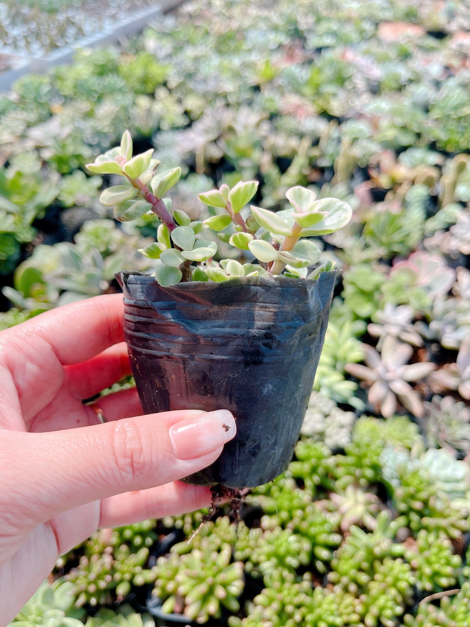 Sen đá đô la size bầu 3-5 cm xuất vườn đà lạt