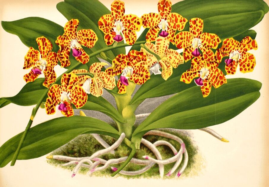 Hoa Lan cẩm báo
