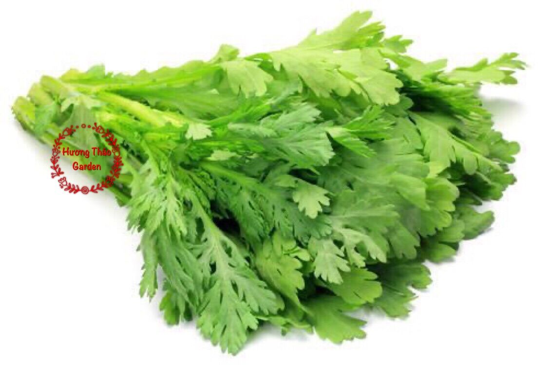 Hạt giống Tần Ô - Cải Cúc