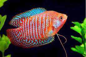 Cá sặc gấm 3 tặng 1