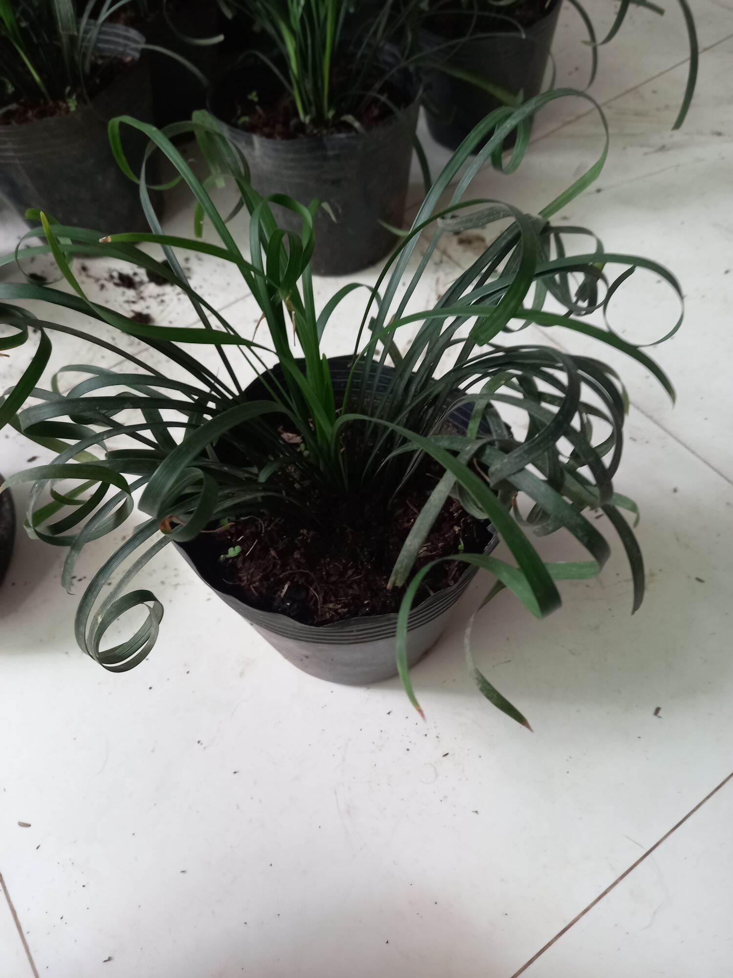 cây ngãi lá xoắn kéo khách