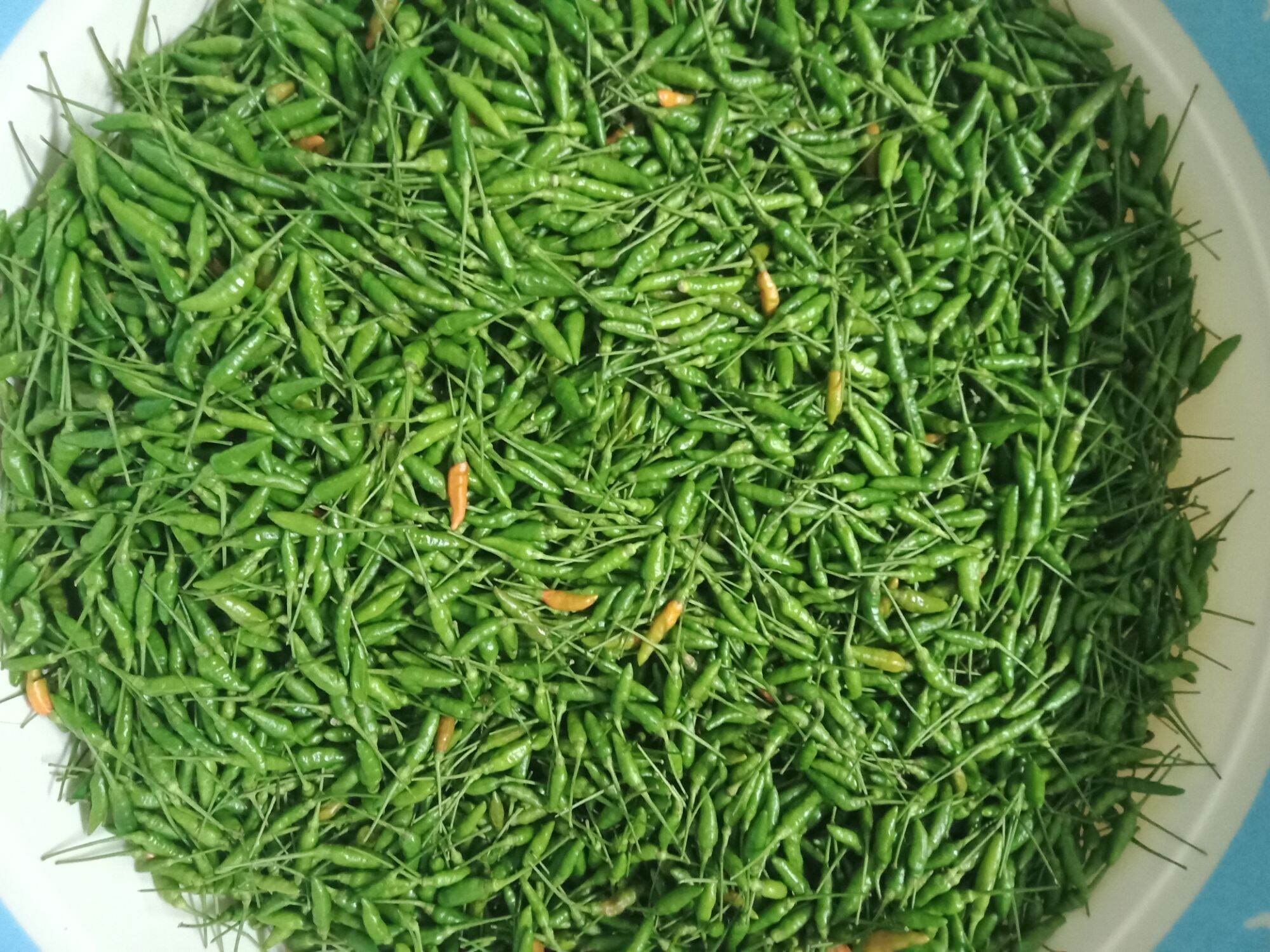 ớt thóc xanh 150k/kg