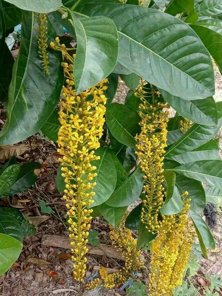 Cây Lộc Vừng Vàng Thái